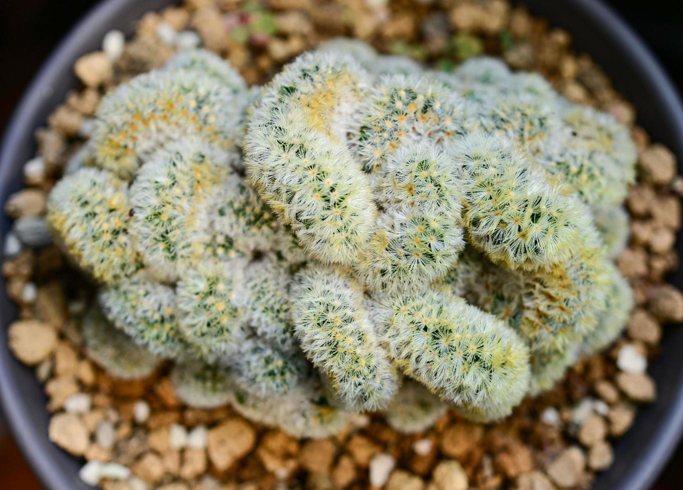 Cactus, desert plants, ornamental plants, potted plants, drought tolerant plants. photo