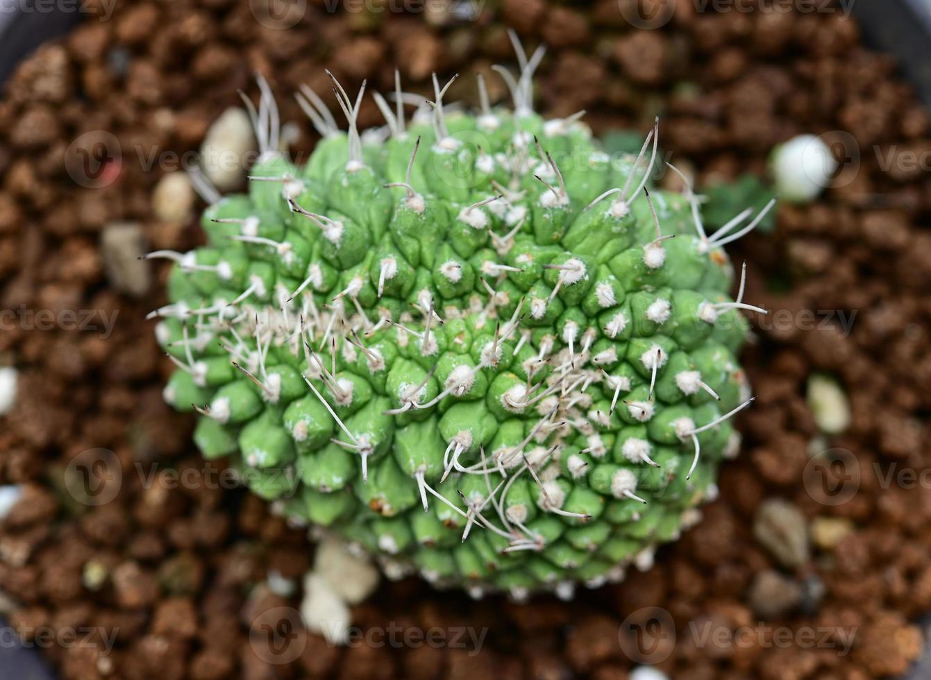 Cactus, desert plants, ornamental plants, potted plants, drought tolerant plants. photo