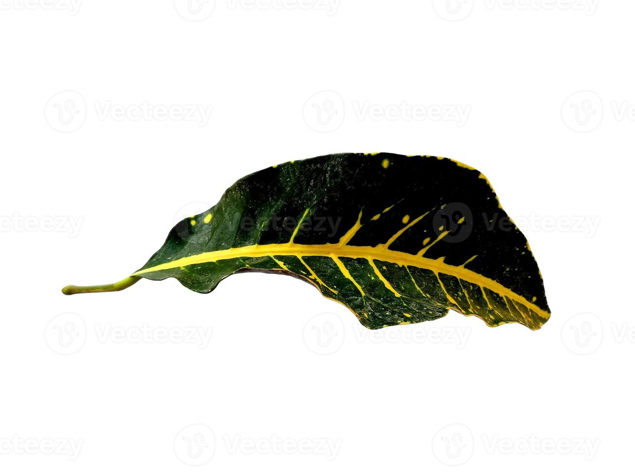 Codiaeum variegatum leaf Isolated on white background photo