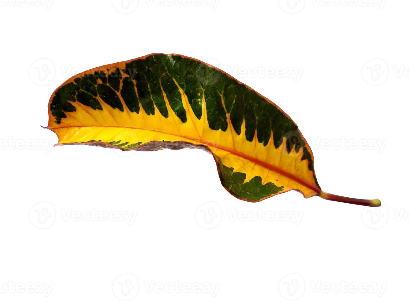 Codiaeum variegatum leaf Isolated on white background photo