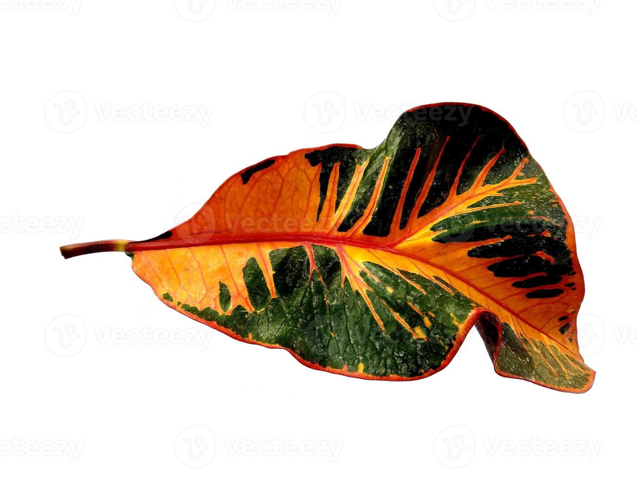 Codiaeum variegatum leaf Isolated on white background photo