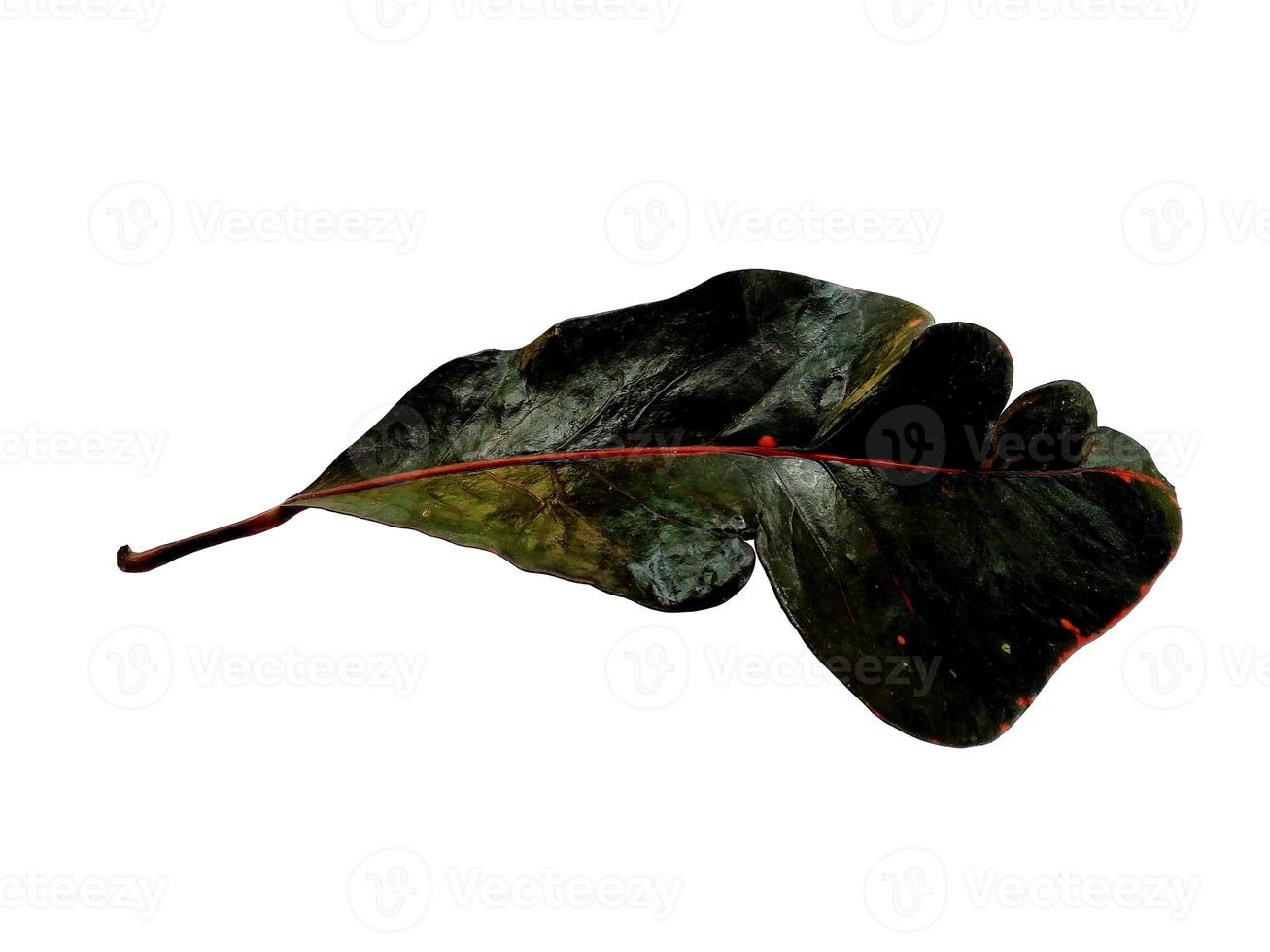 Codiaeum variegatum leaf Isolated on white background photo