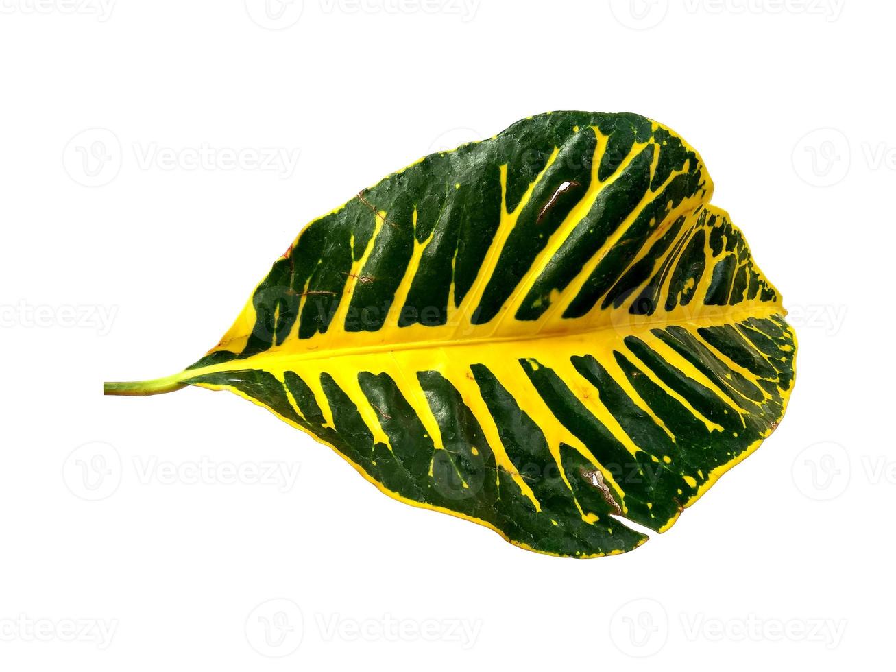 Codiaeum variegatum leaf Isolated on white background photo