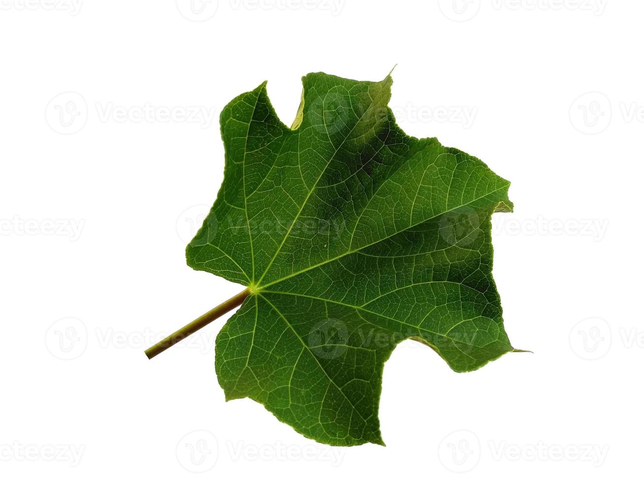 Green Ricinus communis leaf on white background photo