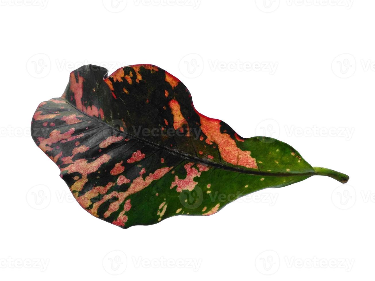 Codiaeum variegatum leaves Isolated on white background photo