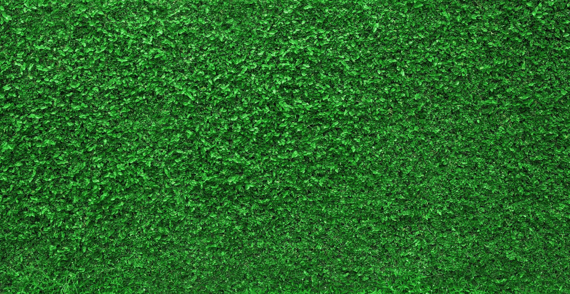 Green nature wall  textured background photo