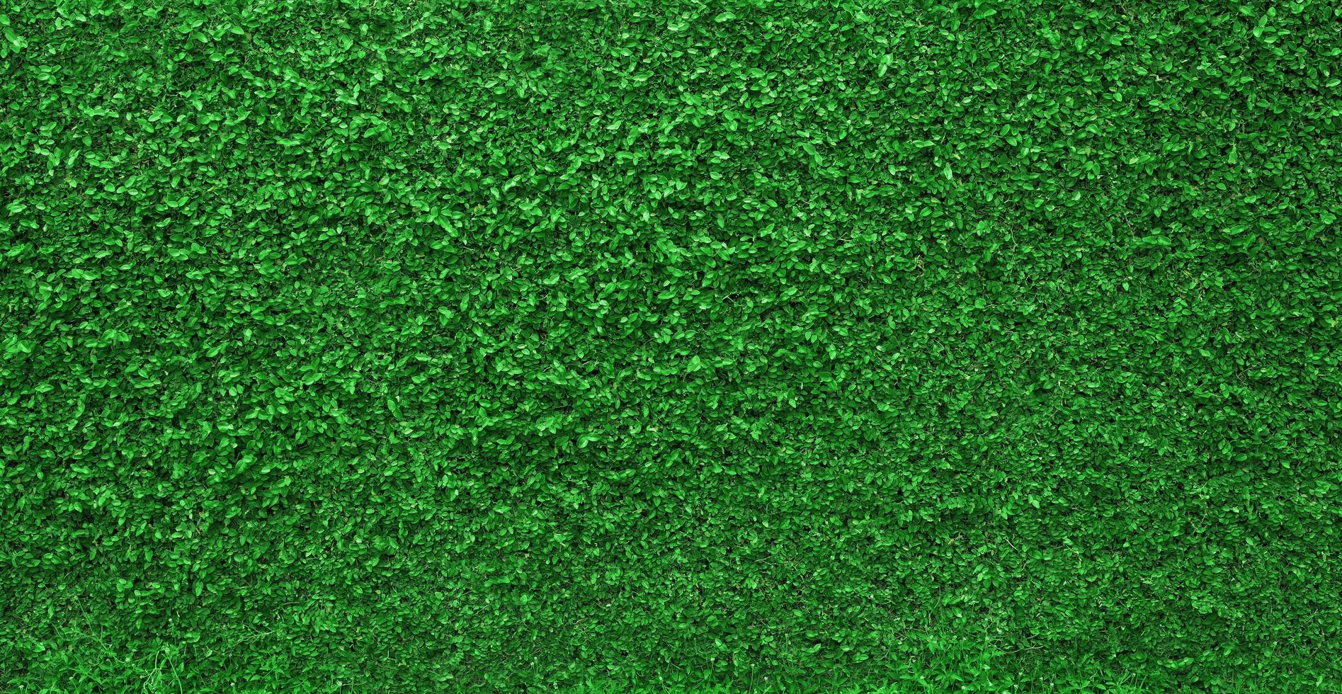 fondo de textura de pared de naturaleza verde foto