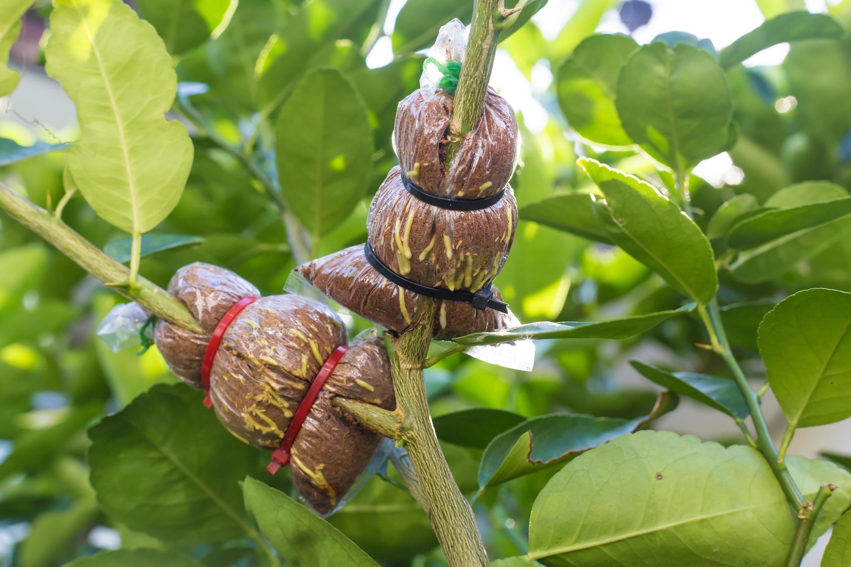 Grafting Lemon Tree While Root Propagation Of Lemon Growing Is A Grafting Lemon Tree While Root Propagation Of Lemon Growing Is A