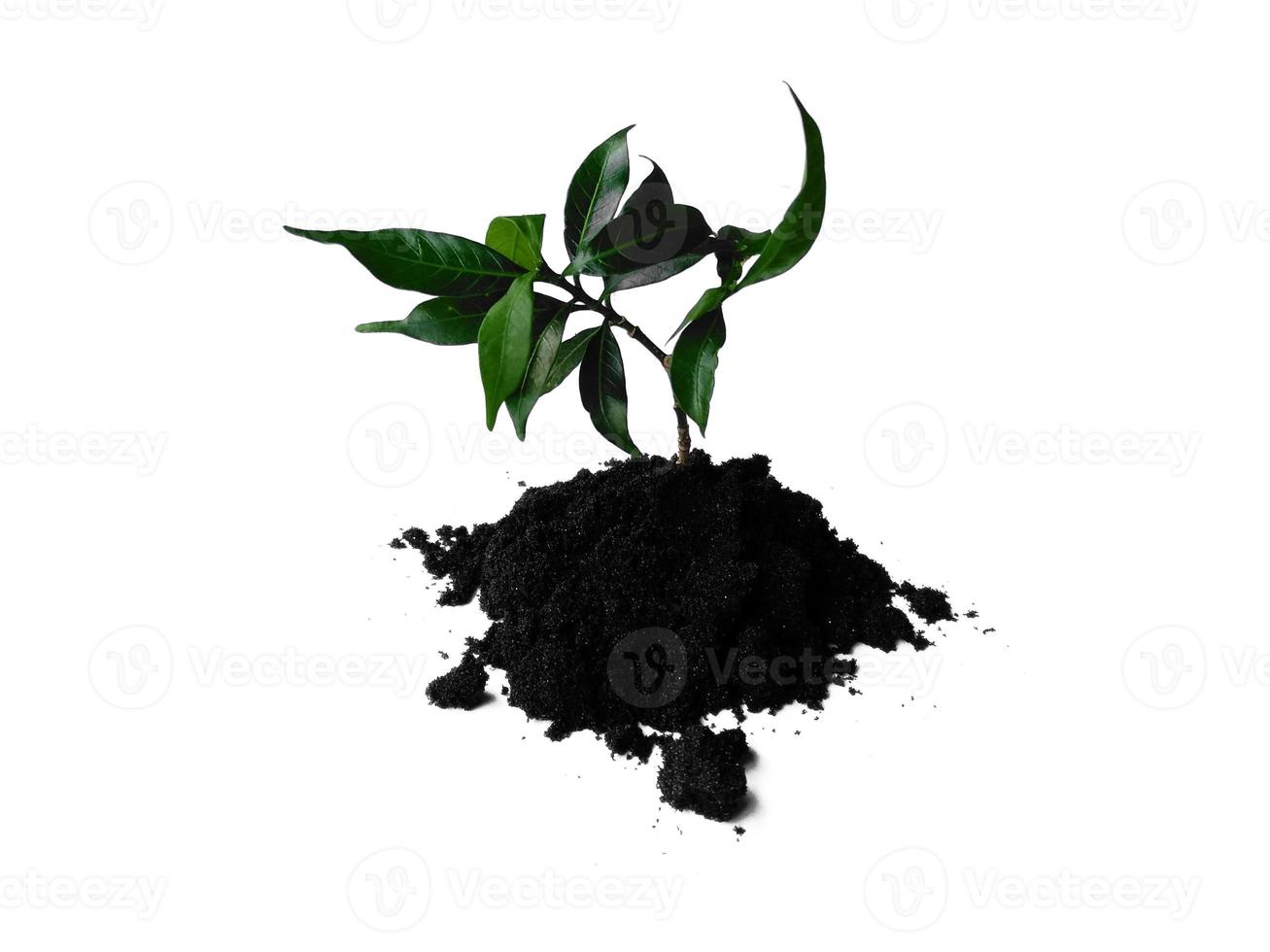 Small plant on pile of soil. Young plant in soil humus on a white background photo