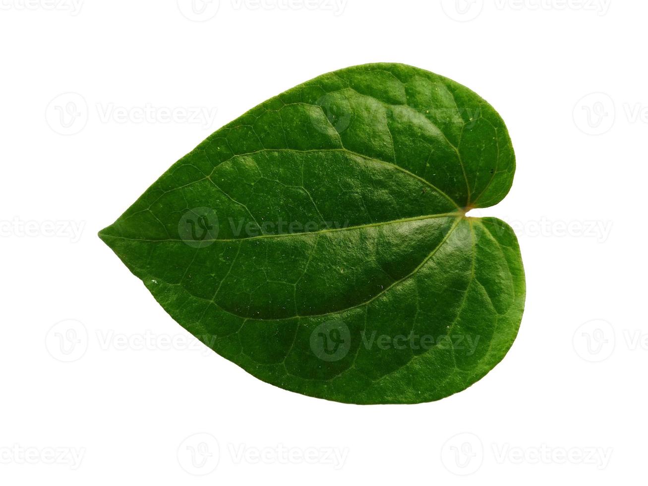 Green leaf background. Heart shaped green leaves. Green betel leaf isolated on white background photo