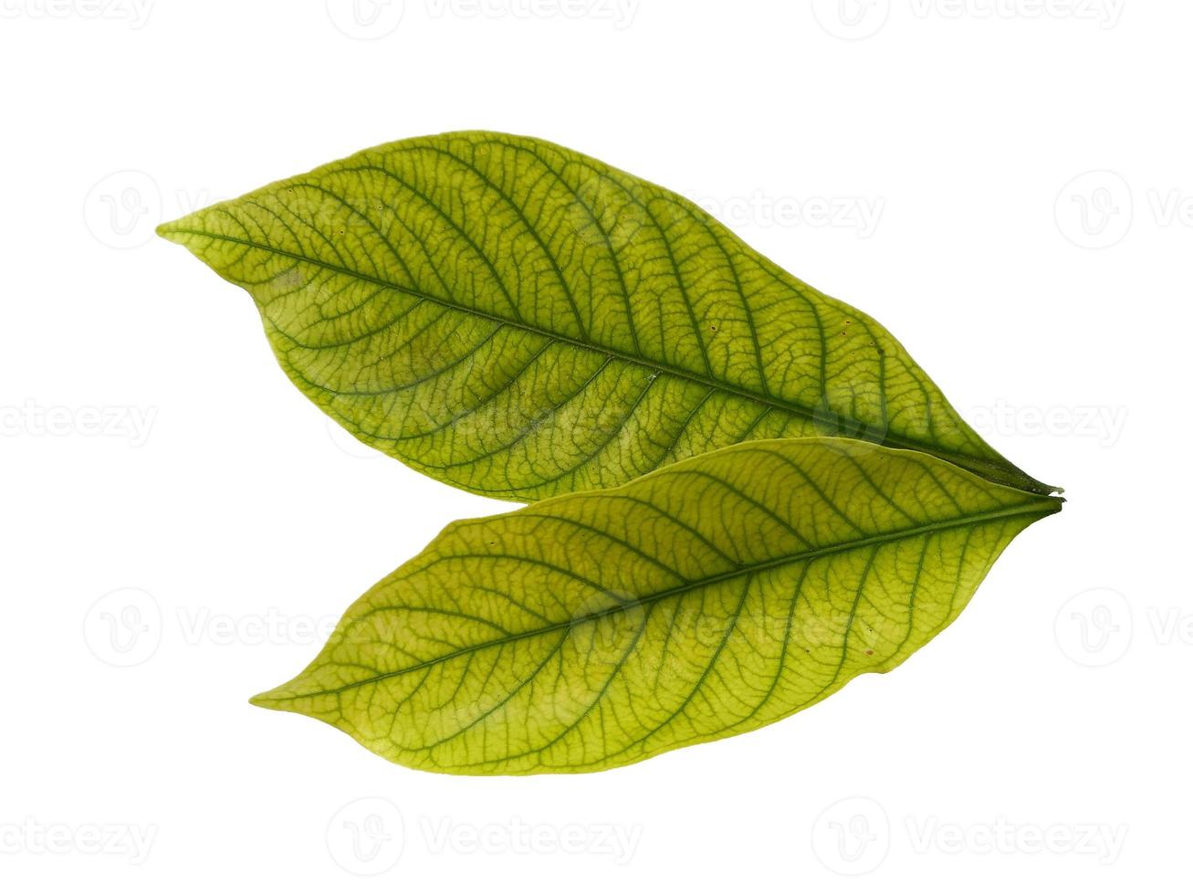 Kacapiring or Gardenia augusta or cape jasmine leaves isolated on white background photo