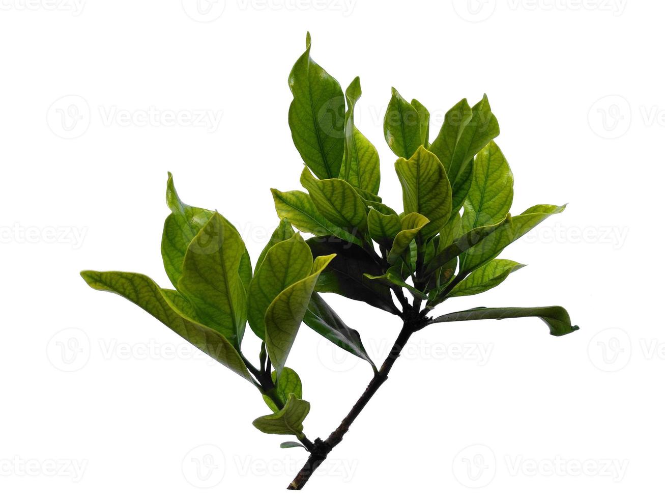 Kacapiring or Gardenia augusta or cape jasmine leaves isolated on white background photo