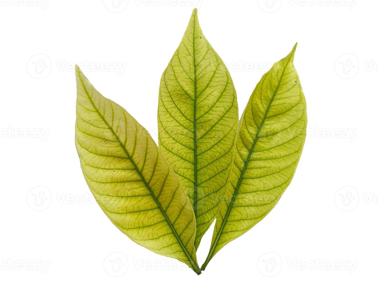 Kacapiring or Gardenia augusta or cape jasmine leaves isolated on white background photo