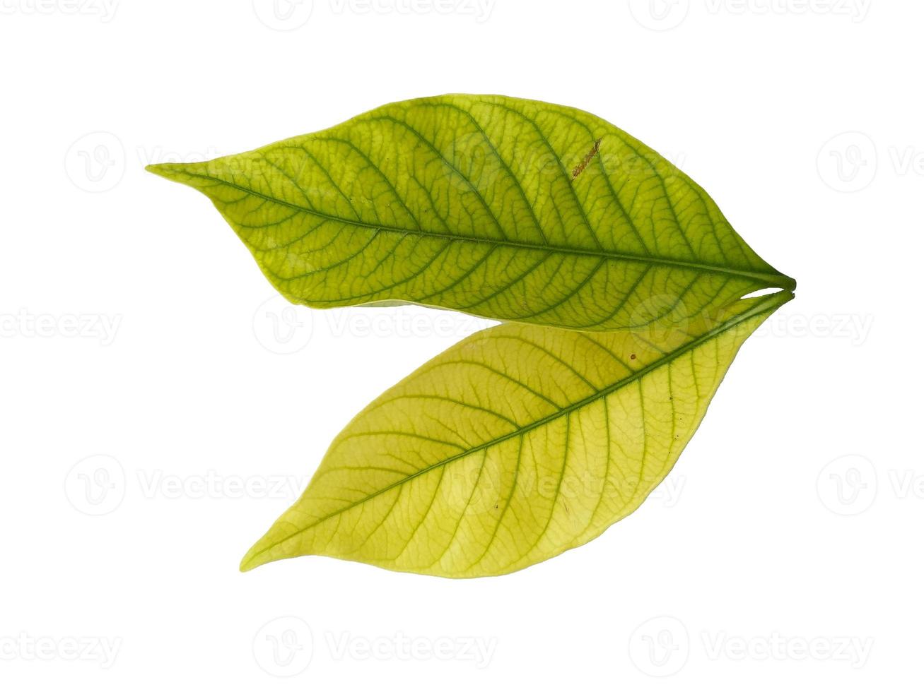 Kacapiring or Gardenia augusta or cape jasmine leaves isolated on white background photo