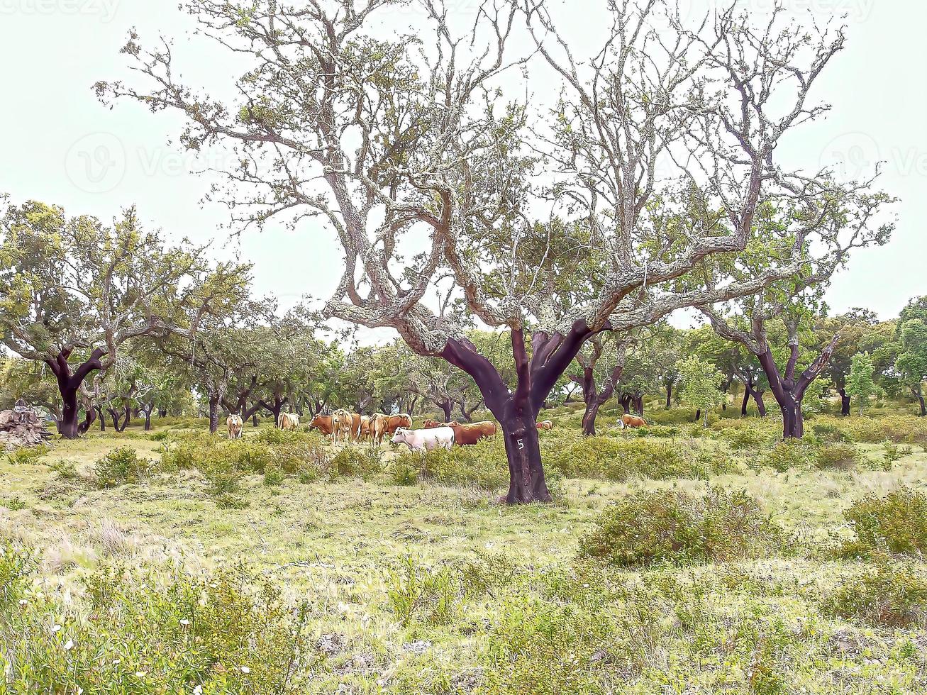 lonesome old tree photo