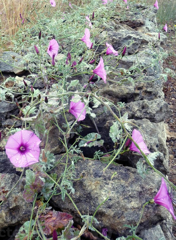 pink flowers on a stone wall photo
