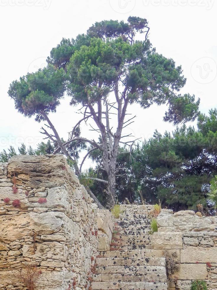 árbol con un antiguo muro de piedra al sol foto