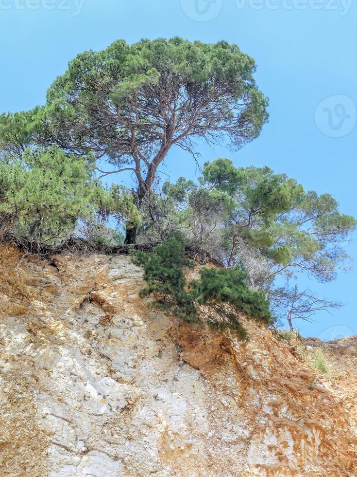 tree and bush at a cliff photo