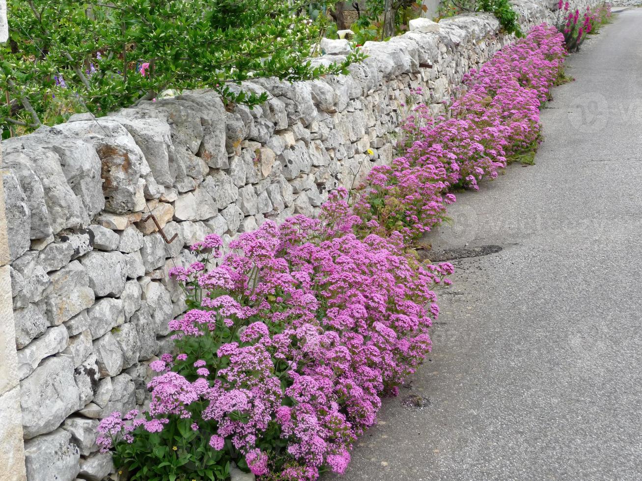 maravillosas flores en una pared foto