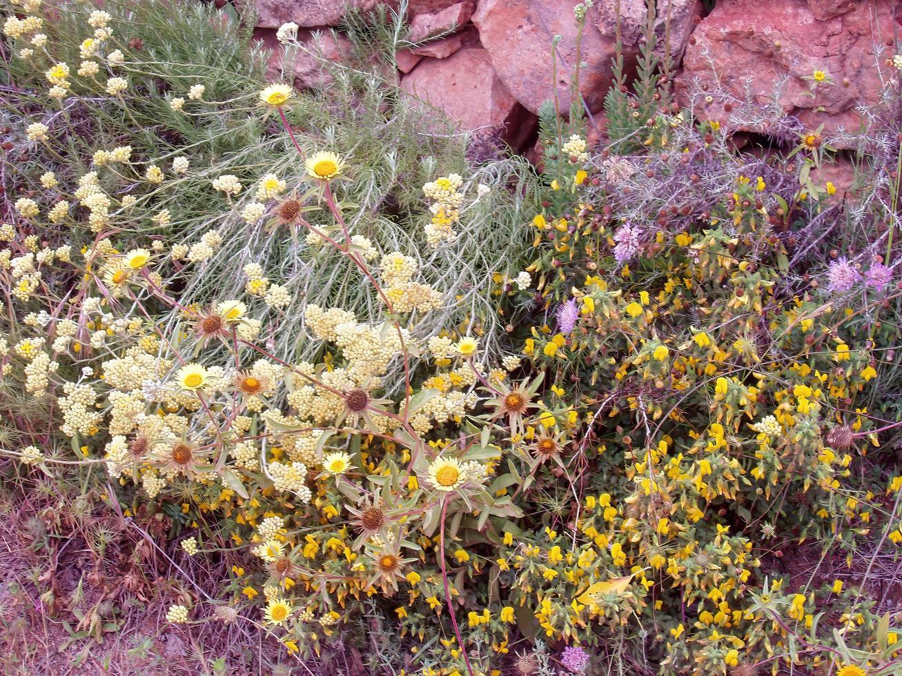 bunch of flowers in the meadow photo