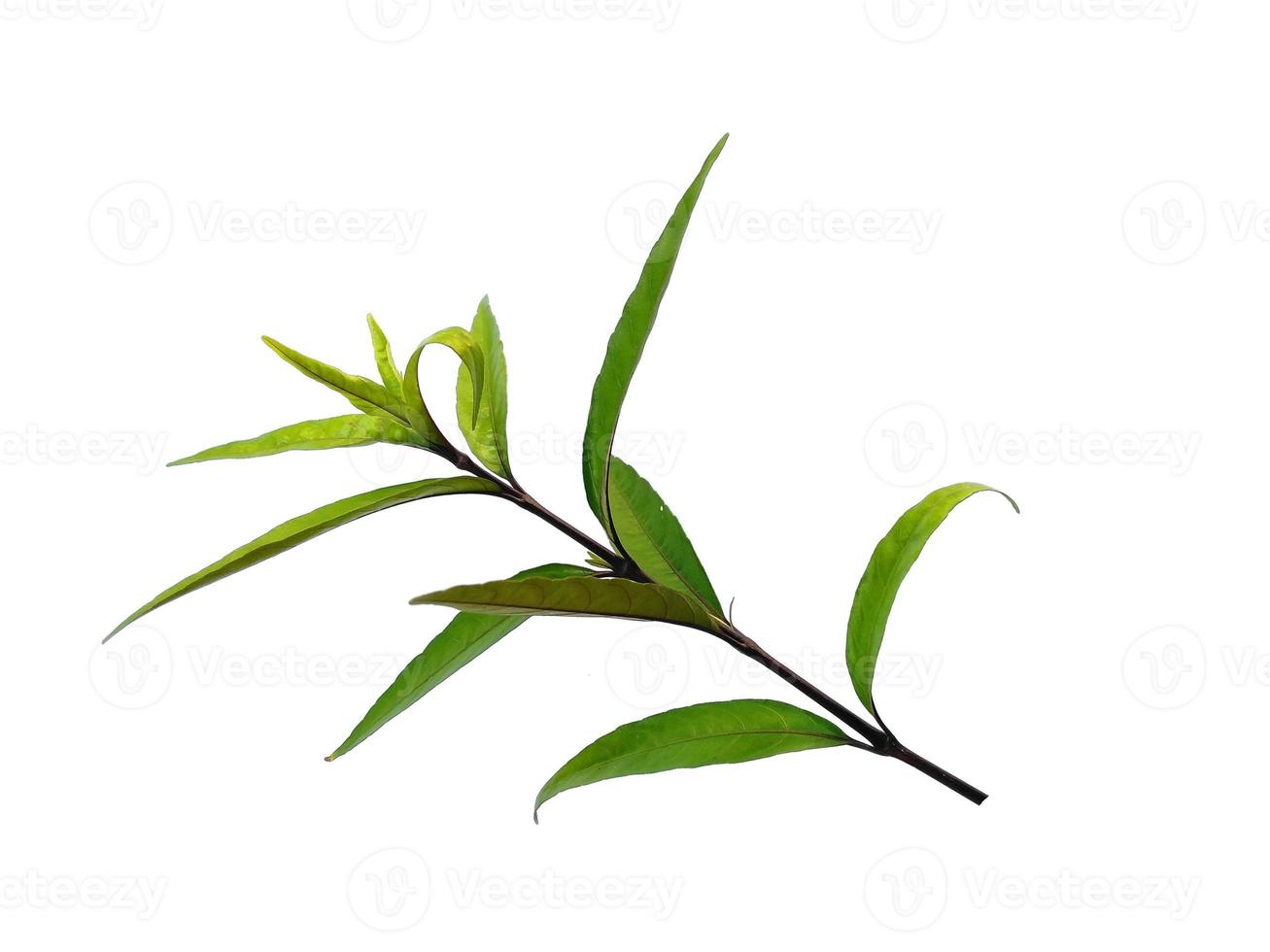 Justicia Fragilis or justicia gendarussa leaves Isolated on white background photo