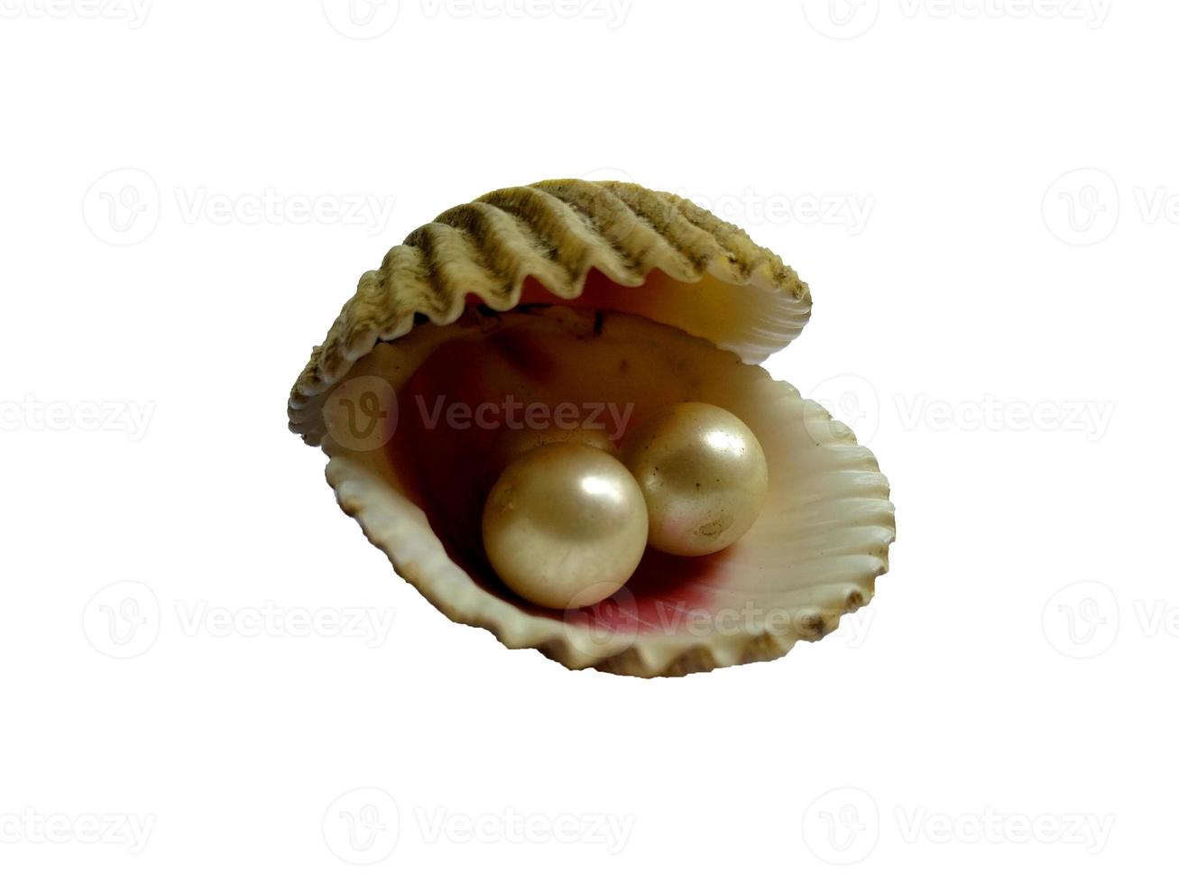 Shell and pearl isolated on white background photo