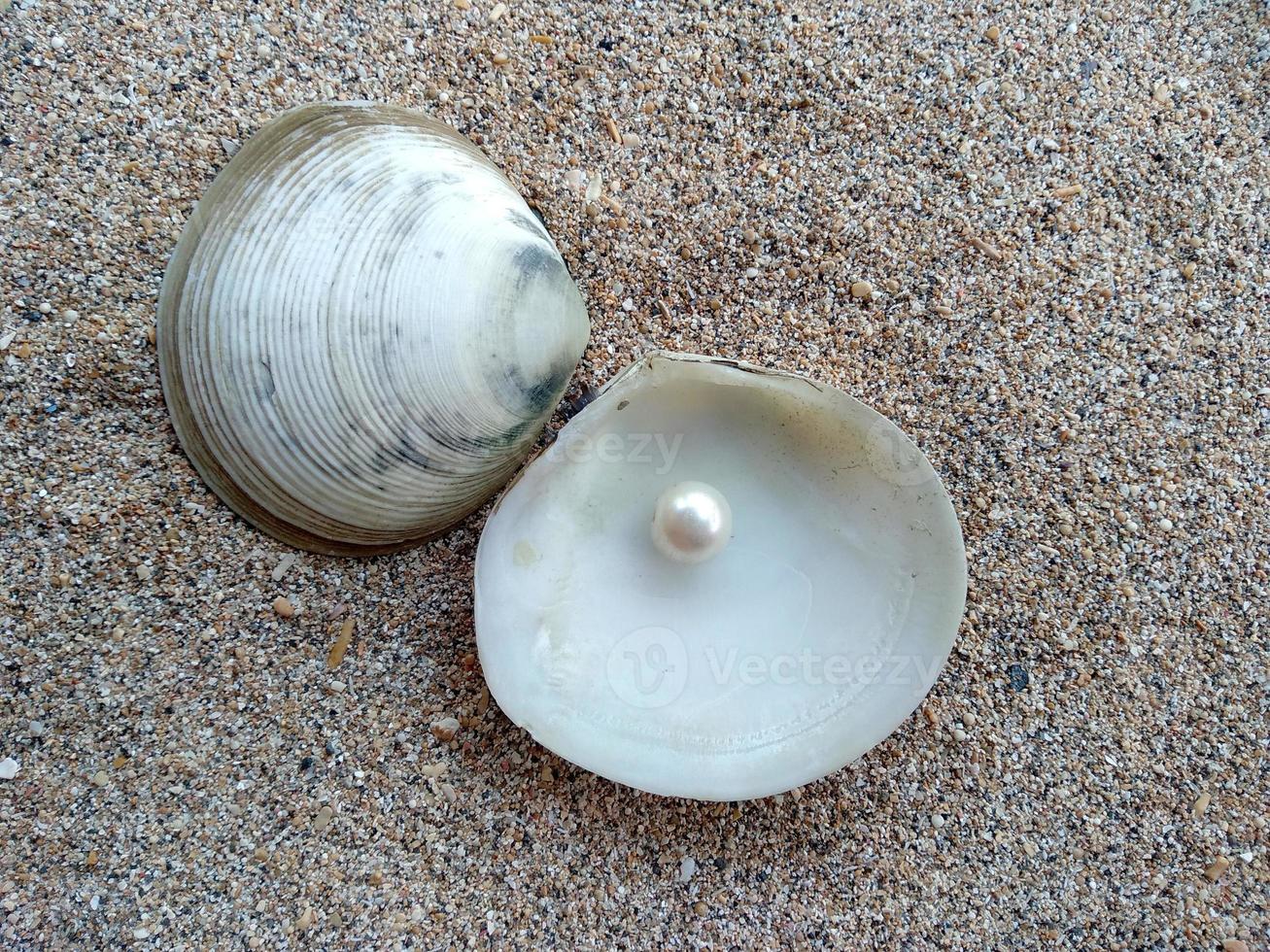 Shell with a pearl on a beach sand photo