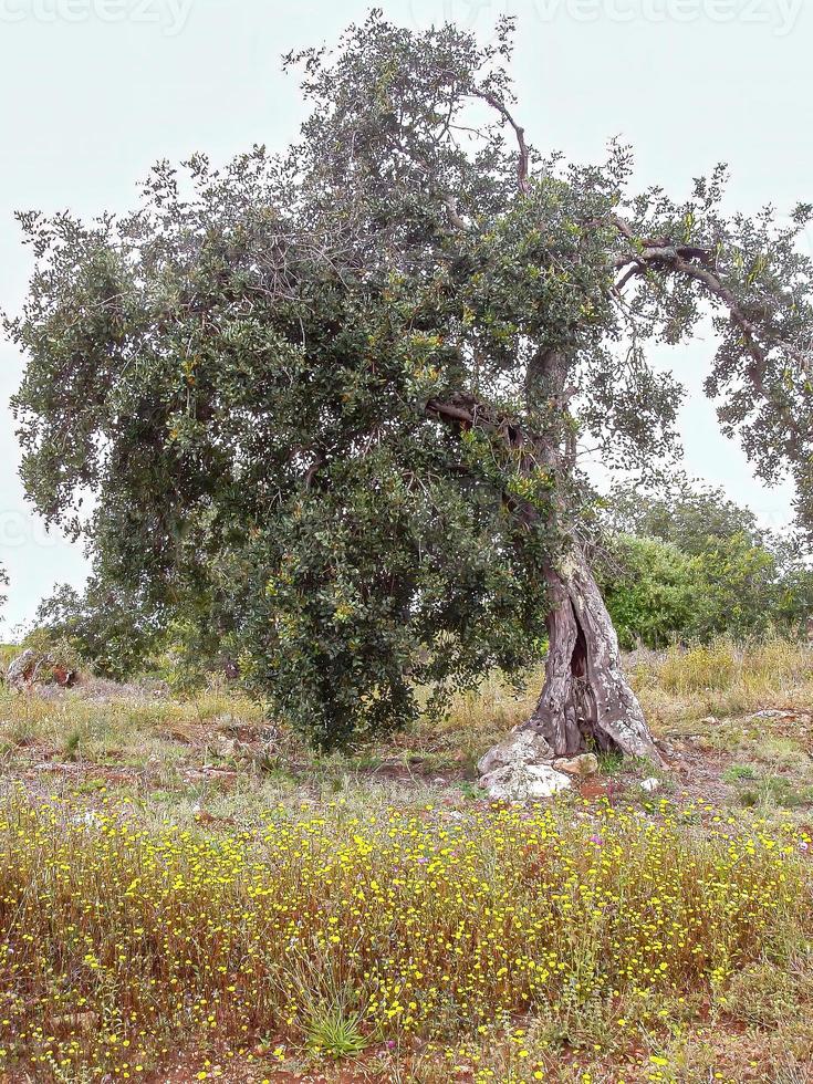 viejo árbol solitario foto