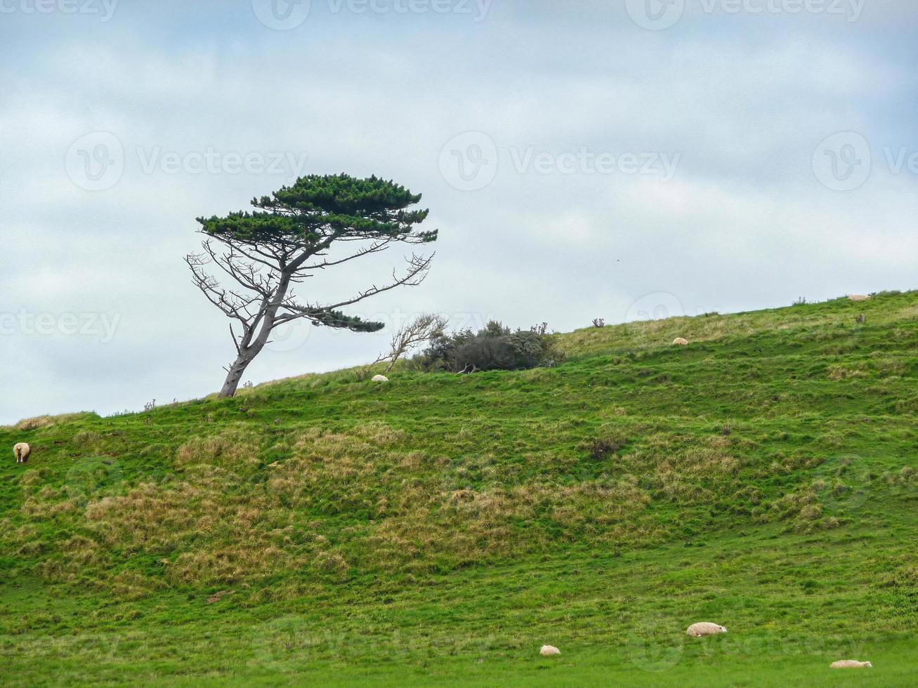 tree on a hill photo