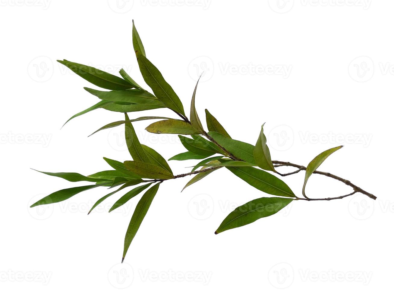 Syzygium oleana leaves on white background photo