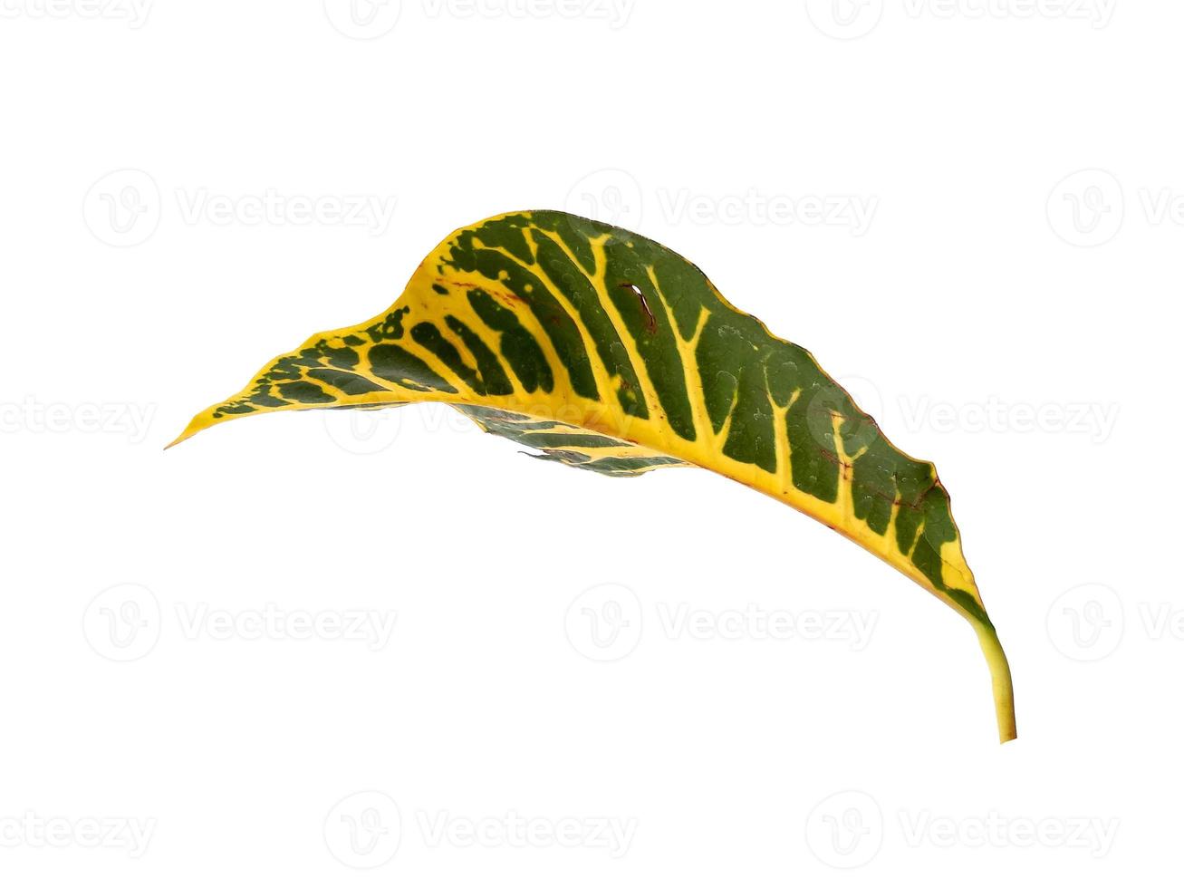 Codiaeum variegatum leaf Isolated on white background photo