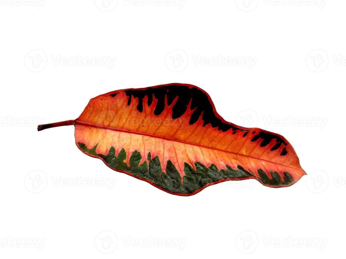 Codiaeum variegatum leaf Isolated on white background photo