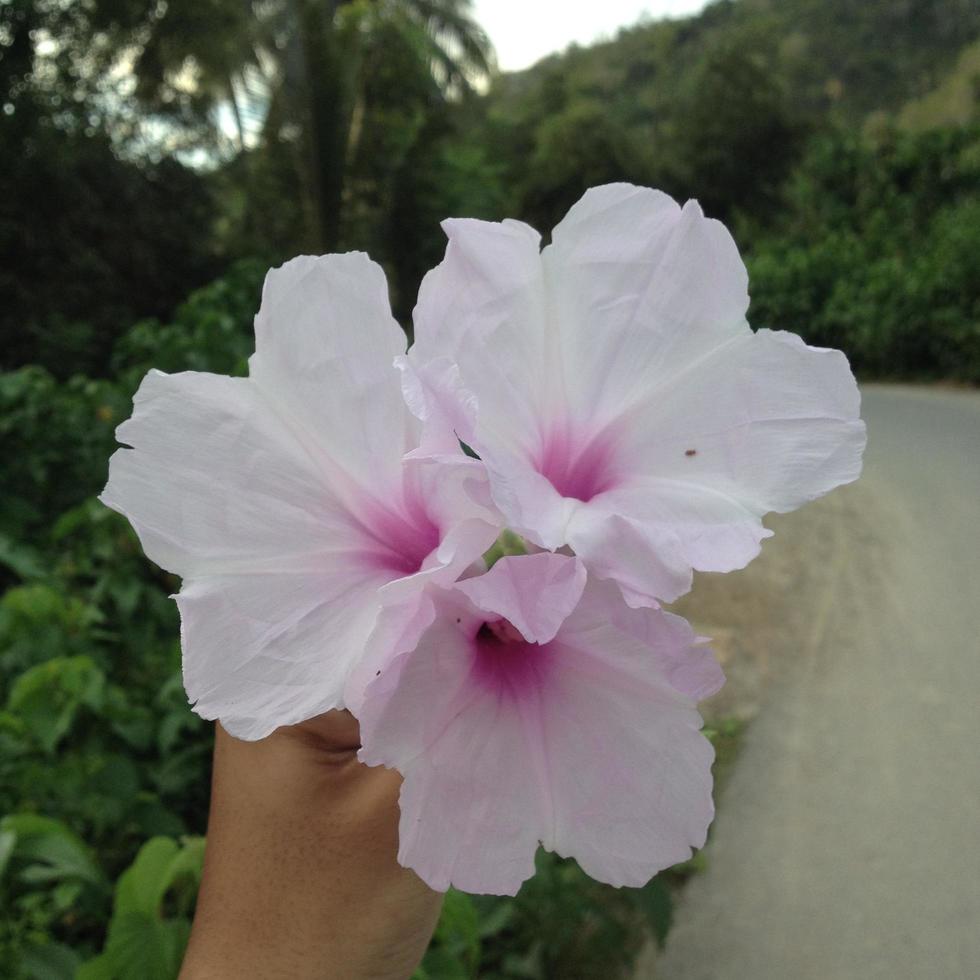 Hand holding flower photo