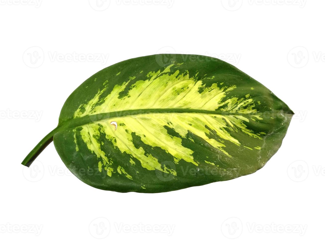 Aglaonema leaf on white background 7290506 Stock Photo at Vecteezy