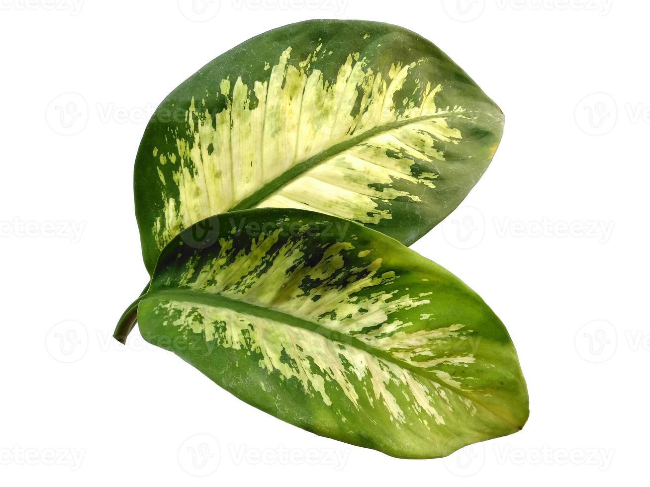 Aglaonema leaf on white background photo