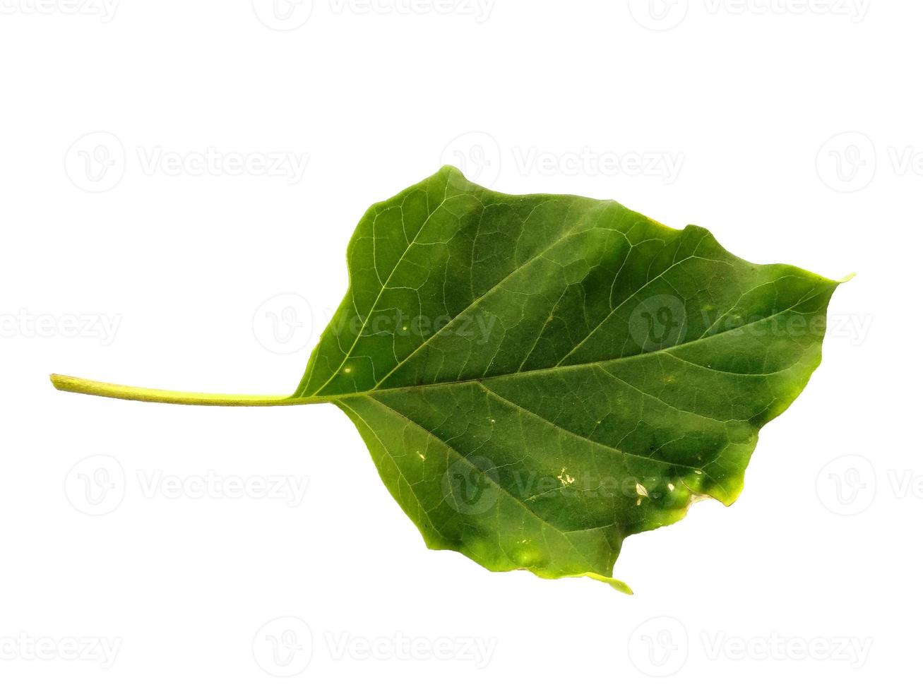 hojas de trompeta del diablo o hojas de datura metel aisladas sobre fondo blanco foto