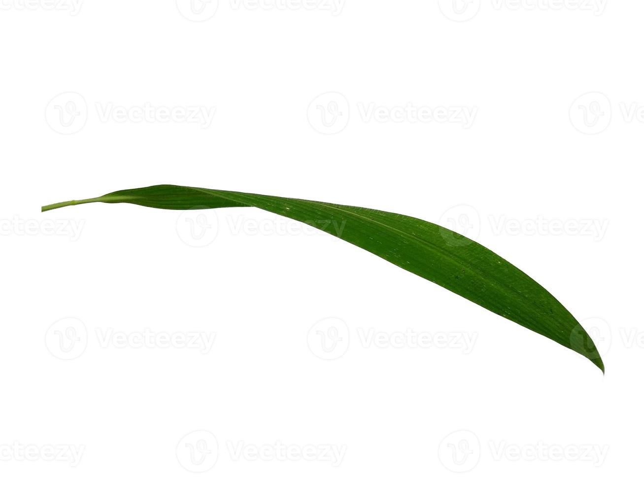 Tree on white background. Green leaves isolated on white background photo