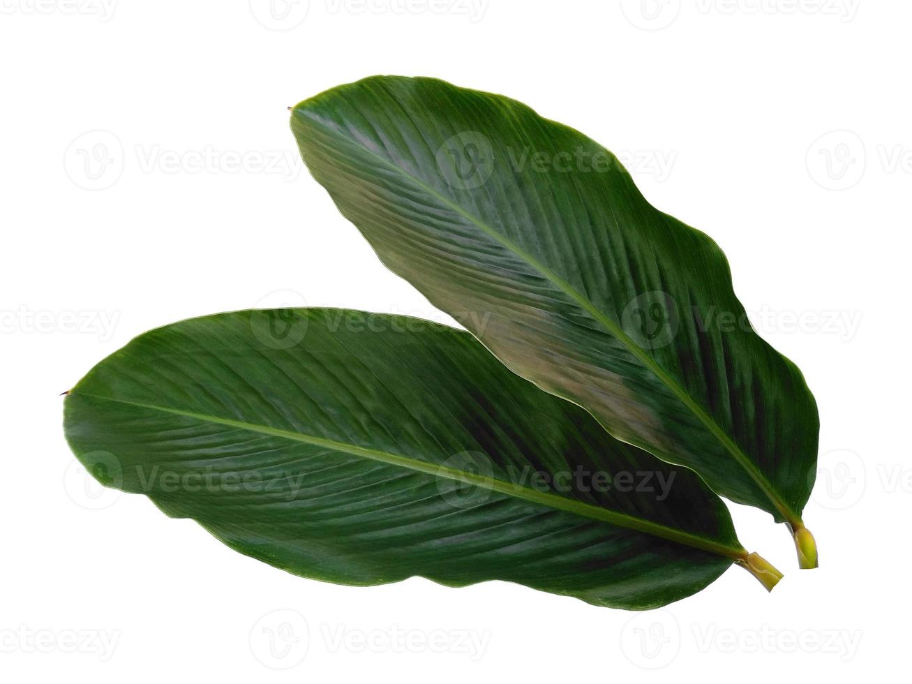 Red Ginger or Alpinia purpurata leaves isolated on white background photo