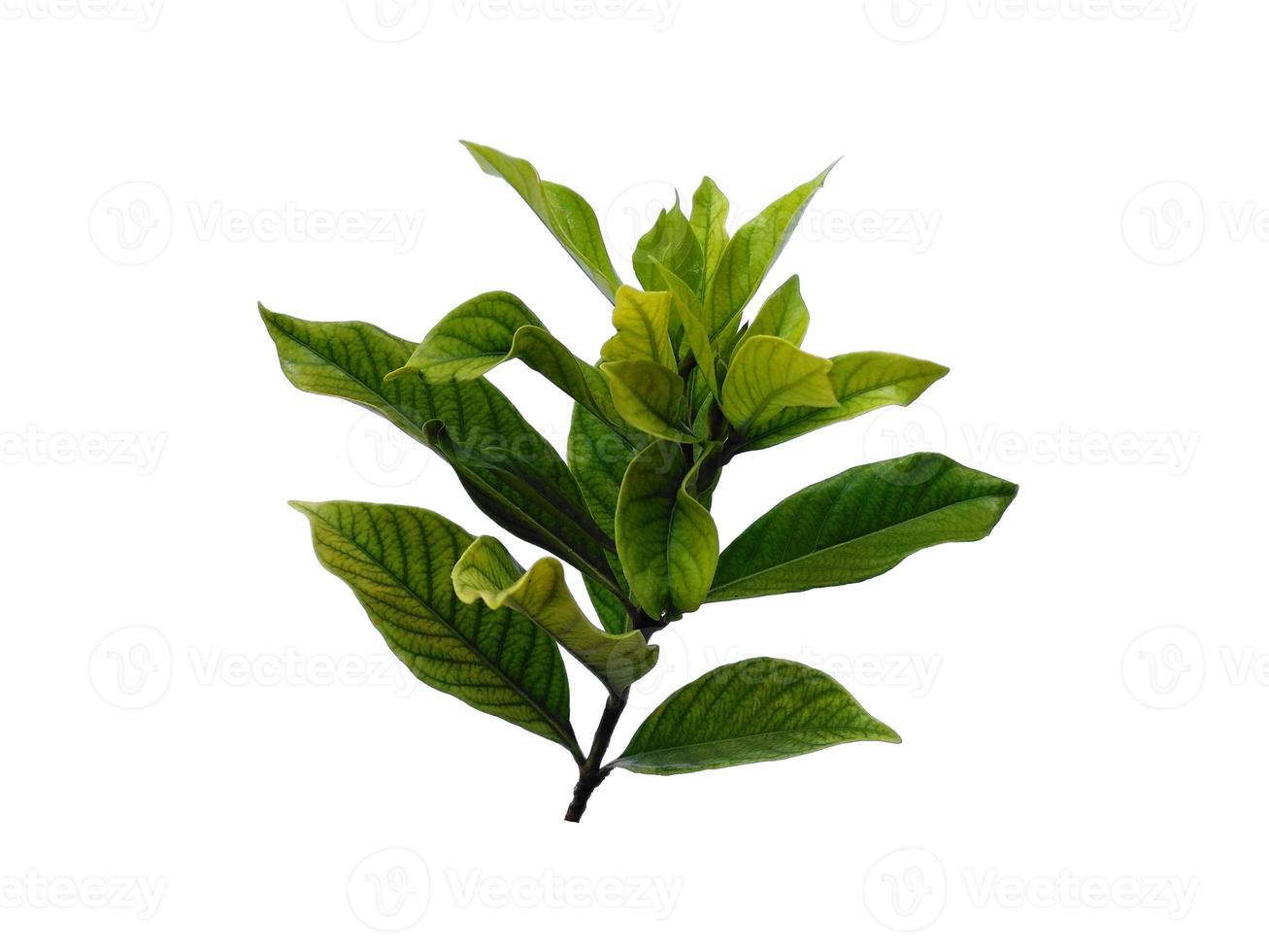 kacapiring o gardenia augusta o hojas de jazmín del cabo aisladas sobre fondo blanco foto
