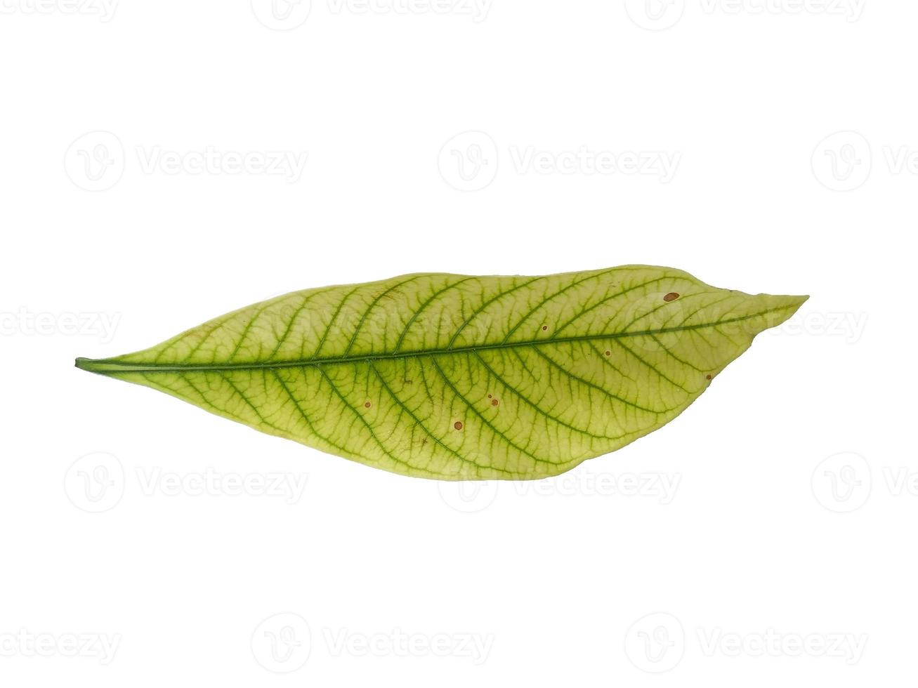 Kacapiring or Gardenia augusta or cape jasmine leaves isolated on white background photo