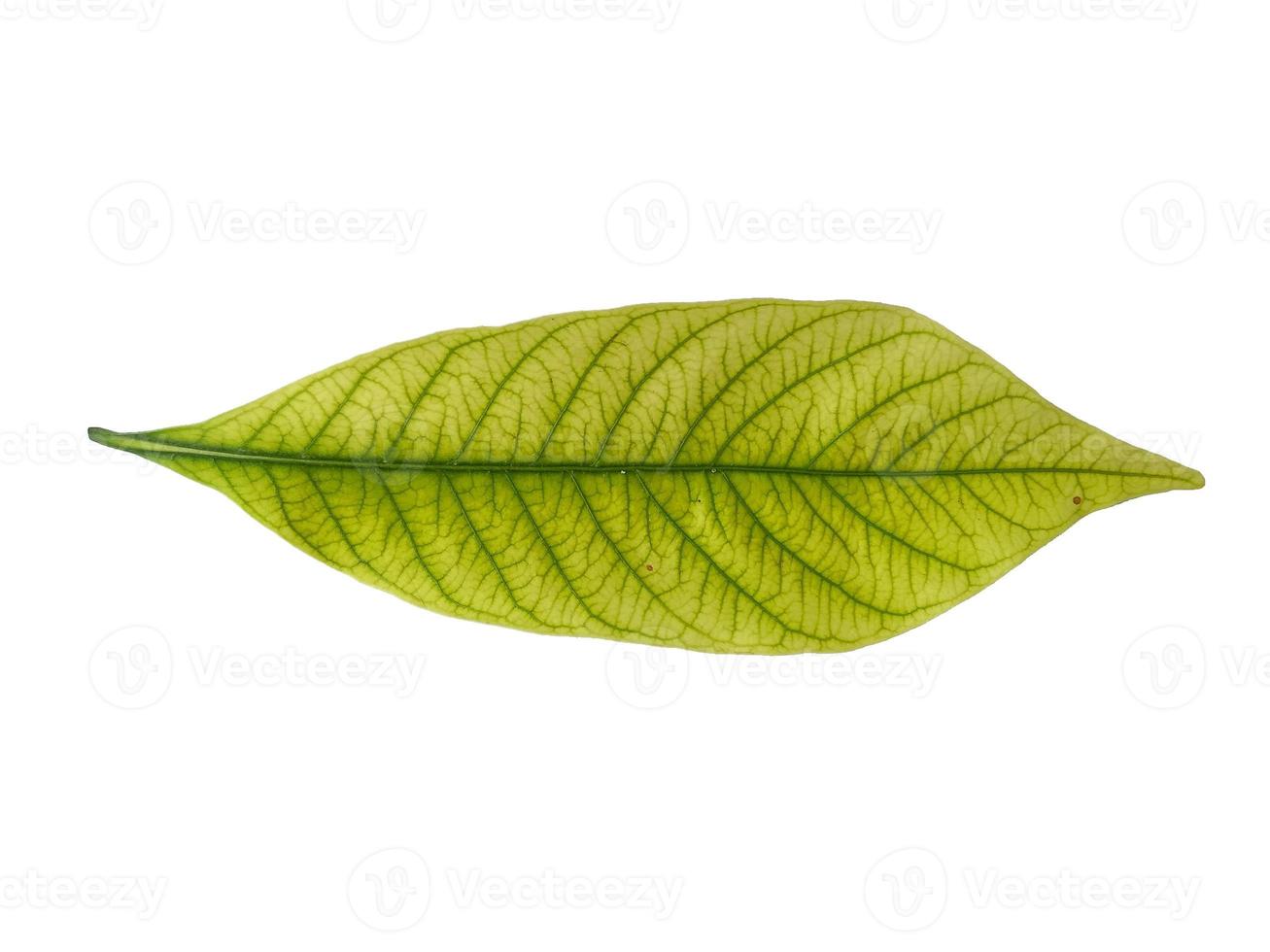 Kacapiring or Gardenia augusta or cape jasmine leaves isolated on white background photo