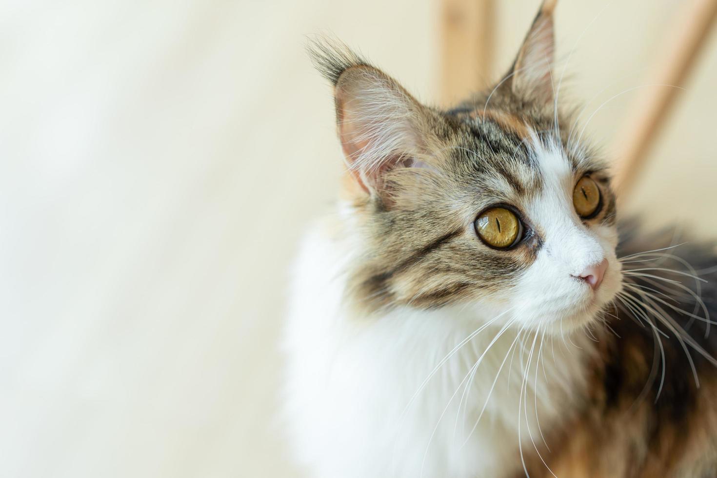 cute cat looking around, concept of pets, domestic animals. Close-up portrait of cat sitting down looking around photo