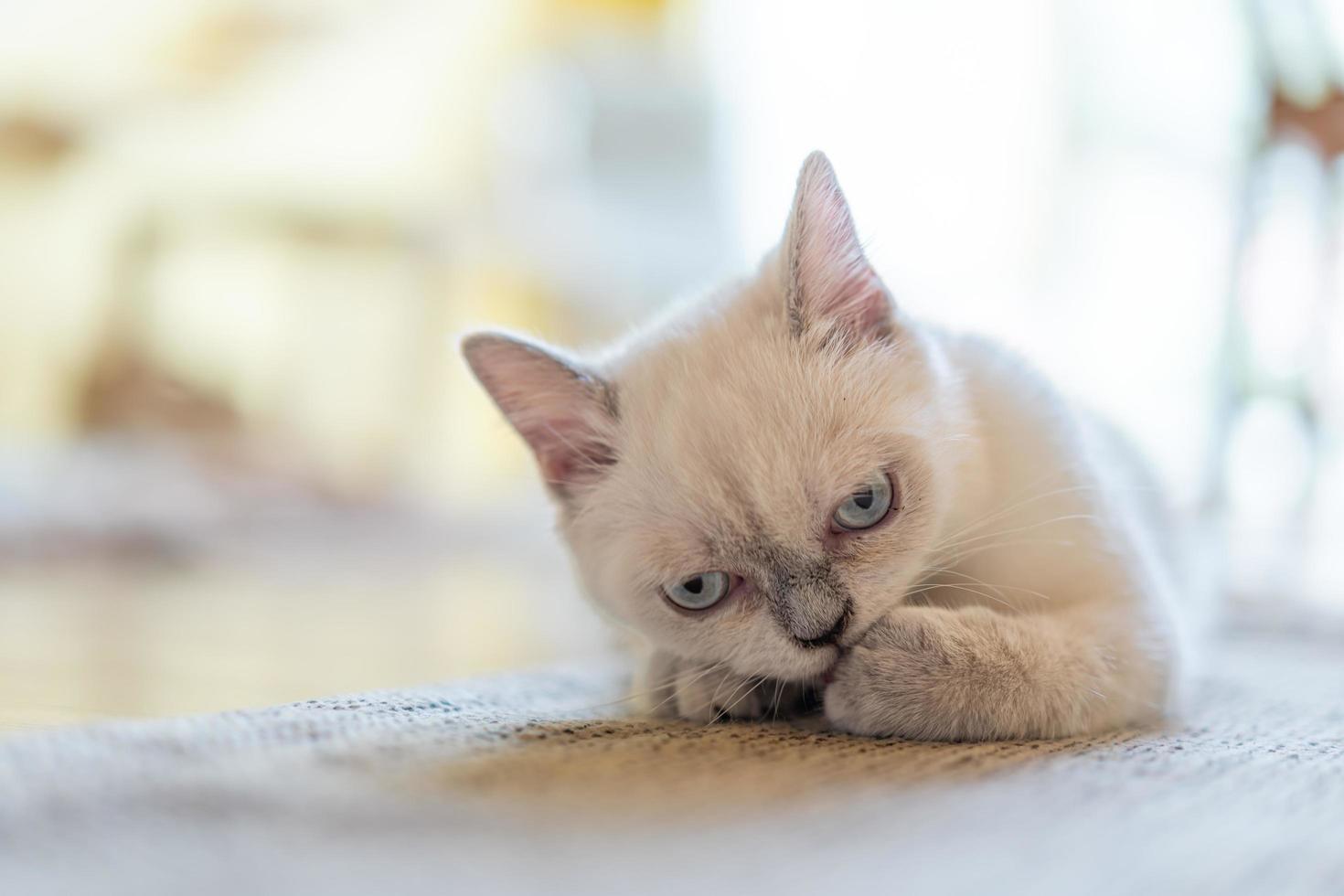 gato acicalándose en casa. gato lamiendo patas y lavándose la cara. foto