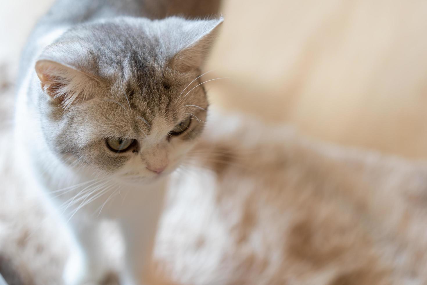 cute cat looking around, concept of pets, domestic animals. Close-up portrait of cat sitting down looking around photo