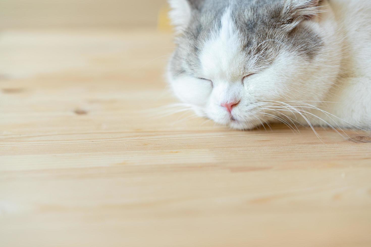 Cat sleeping on a wooden table. sleeping cat photo