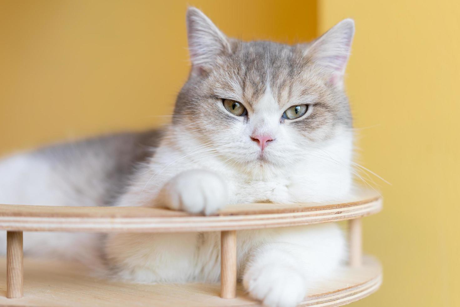 Cat with head tilted indoors. Cat is looking at camera. Portrait of a cat with yellow eyes. photo