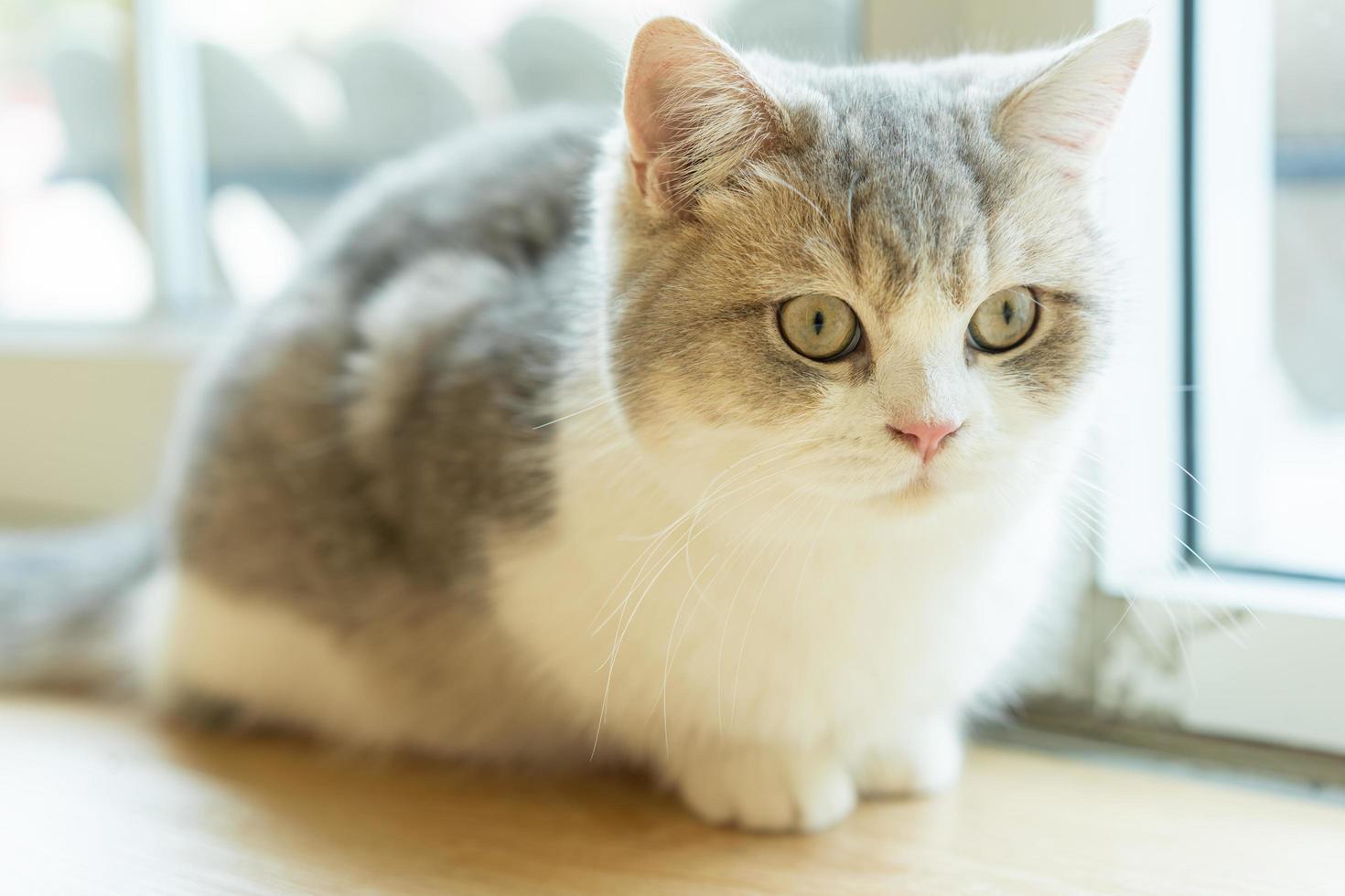 cute cat looking around, concept of pets, domestic animals. Close-up portrait of cat sitting down looking around photo