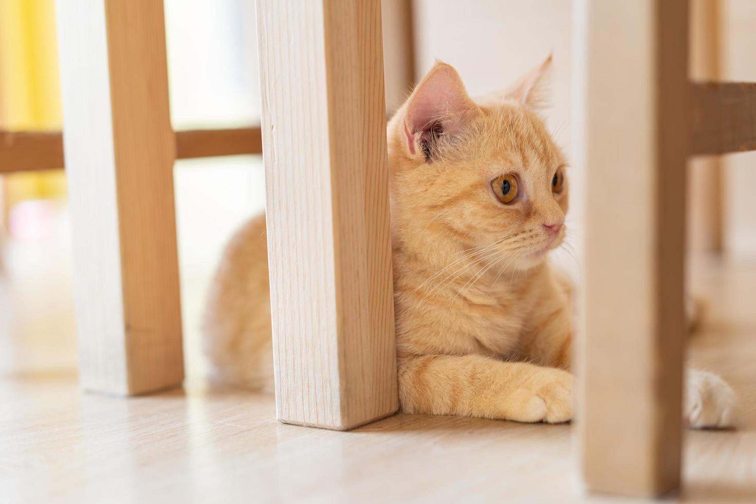 cute cat looking around, concept of pets, domestic animals. Close-up portrait of cat sitting down looking around photo