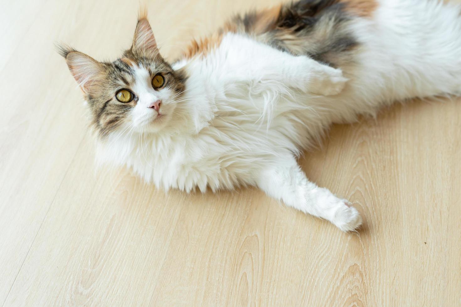 cute cat looking around, concept of pets, domestic animals. Close-up portrait of cat sitting down looking around photo