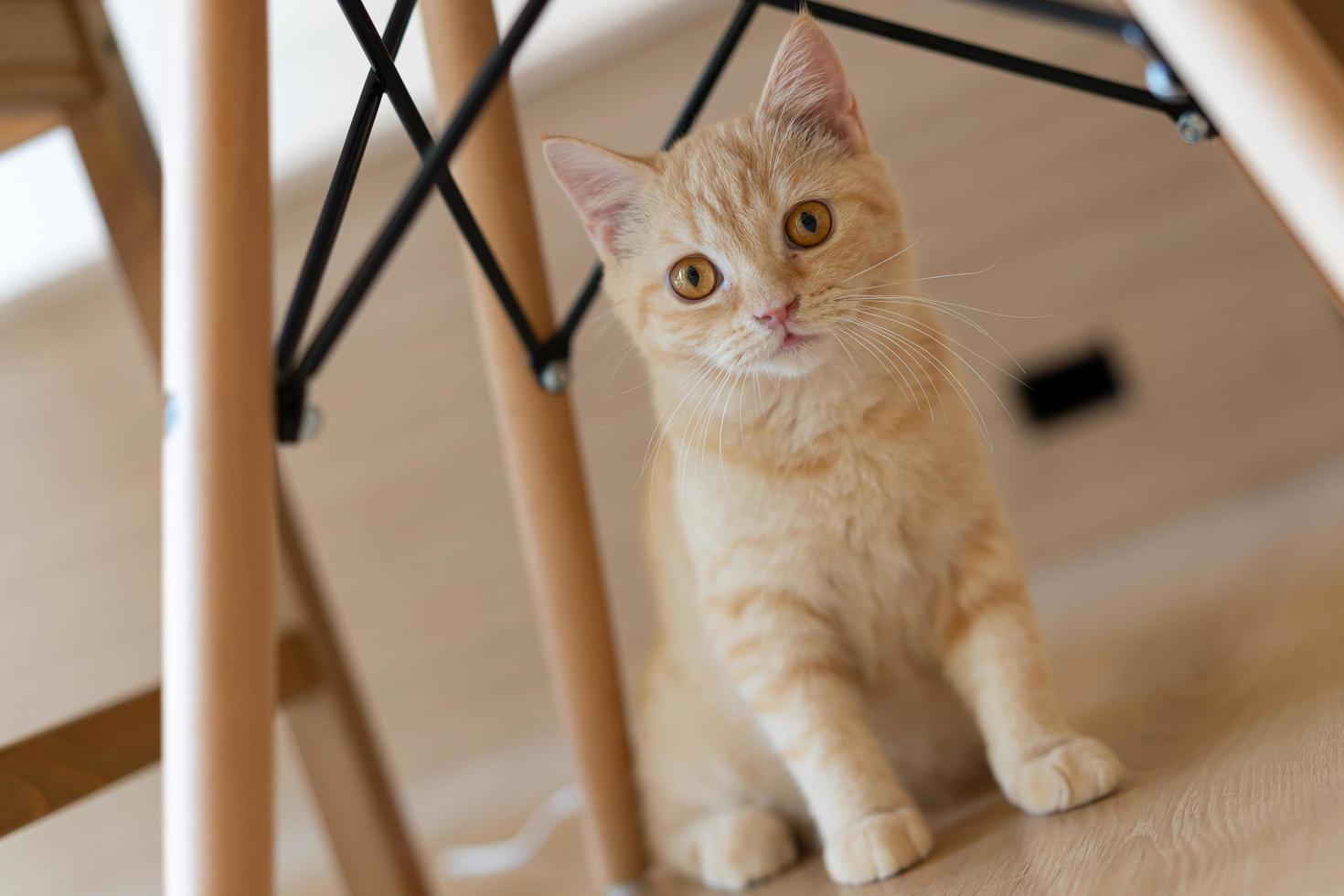 Cat with head tilted indoors. Cat is looking at camera. Portrait of a cat with yellow eyes. photo